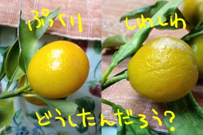 キンカンその3